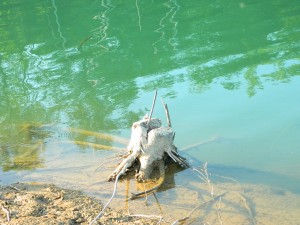 takšni in podobni štori nudijo krapu odlično zavetje ter težave za ribiča