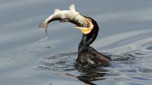 vir: http://polpix.sueddeutsche.com/bild/1.1260265.1363013065/640x360/kormoran.jpg