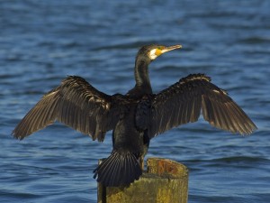 vir: http://upload.wikimedia.org/wikipedia/commons/2/2f/Phalacrocorax_carbo02.jpg