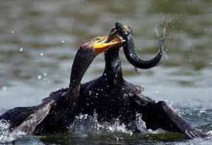 vir: http://topnews.ae/images/DNR-Fisheries-Officials-Announce-Killing-Cormorants.jpg