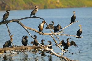 vir: http://pinker.wjh.harvard.edu/photos/santa_barbara_california/images/cormorants%20on%20branches.jpg