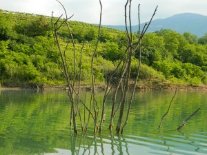 Krapu takšne veje nudijo varnost in zavetje