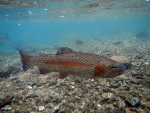 Underwater-Trout-picture-9-14-2012