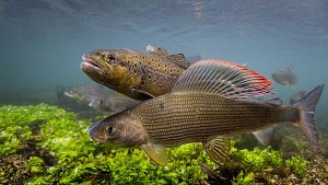 Paul Colley trout and grayling