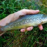 brown-trout-kamnik-fishing