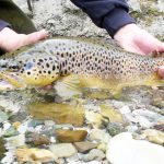 wild-brown-torut-creek-lipnica-slovenia-2015