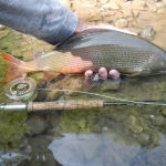 vipava-fly-fishing-grayling-2015