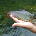 dry-fly-fishing-grayling-river-ljubljanica-slovenia