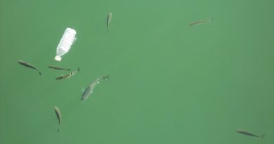 V ribah in školjkah vse več plastike V ribah in školjkah vse več plastike