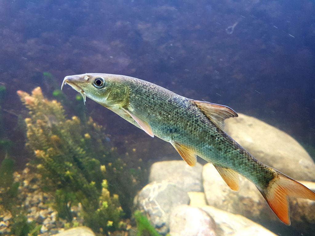 Mrena, sladkovodni bonefish - V sožitju z naravo