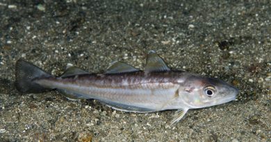 Ocvrti ali pečeni moli so odlična ribja poslastica Ocvrti ali pečeni moli so odlična ribja poslastica