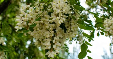 Dišeči cvetovi akacije so tudi odlična sladica