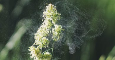 V zraku je veliko cvetnega prahu V zraku je veliko cvetnega prahu