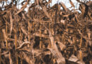 Suša trenutno najbolj vpliva na koruzo in travinje