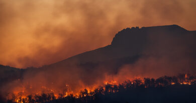 Zakaj so gozdni požari tako škodljivi in nevarni?