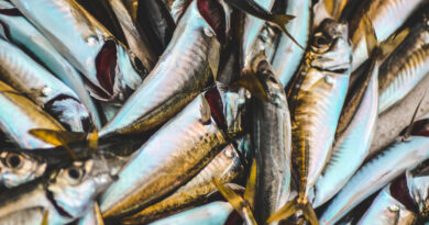 Zakaj so ribe zdrave in bi jih morali uživati vsaj dvakrat tedensko?